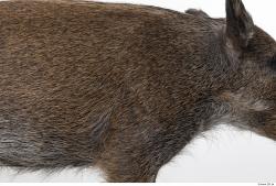 Photo Textures of Animal Skin